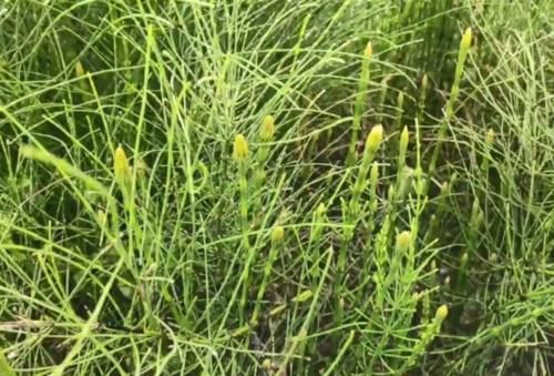  【笔杆】农村一种牛羊喜爱的野草，长得像笔杆，其实还是一味很