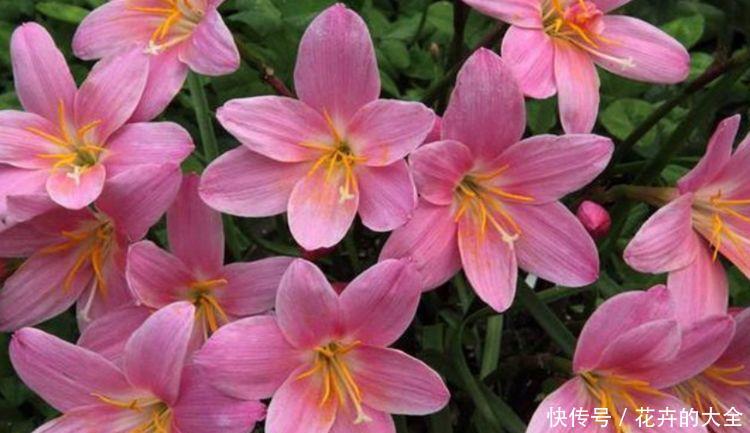  『小花』夏天养花不知道养啥？试试几种小花，越热越疯长，开花美花香久