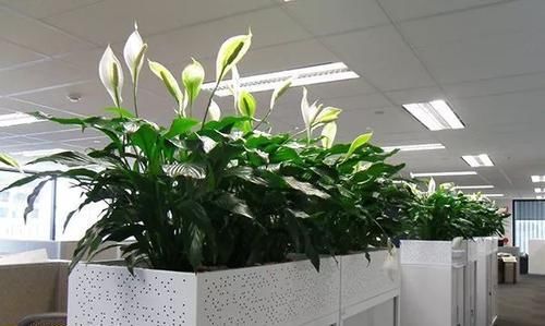  『精致』极其耐阴的几种观赏植物，养成桌面上的精致盆栽