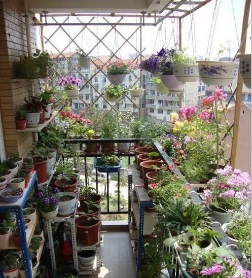  #花架#原来阳台还能这样种花, 一看就像个花园, 太漂亮了!