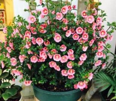  #盆栽上几盆#养花开花少？这4种被称“劳模”的花，花期长、月月有花赏！