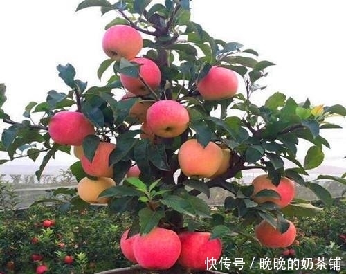  无花果：还在阳台种绿植现在流行养此些水果盆栽，好看又好吃