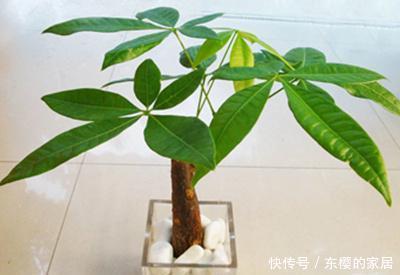 「发财树」发财树用什么土最好呢