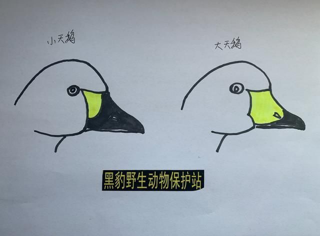  「流量」冬候鸟迁徙高峰开始，北京日均“鸟流量”4万只