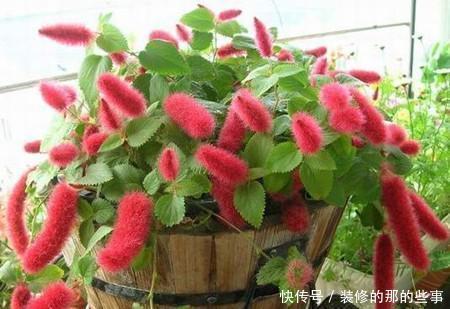 『值得』一种花,春夏秋都开花,毛茸茸的样子惹人爱,值得拥有!
