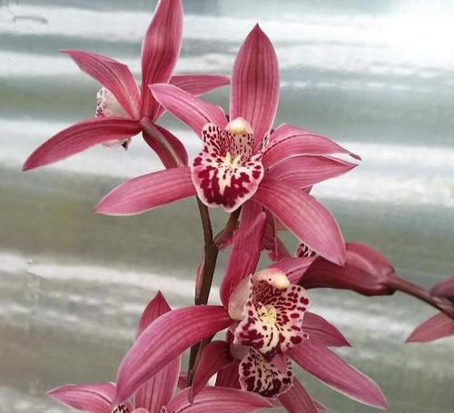  「开花时」兰花之“花神”，花大艳红，香气四溢幽远，倾国倾城，好养美极了
