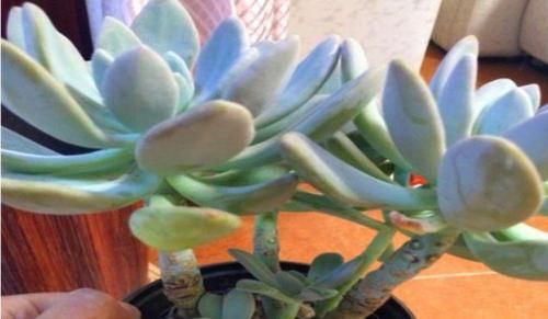  『适合』最适合新手养的4种花，花期长花量大，一盆千百朵，枝头花苞满