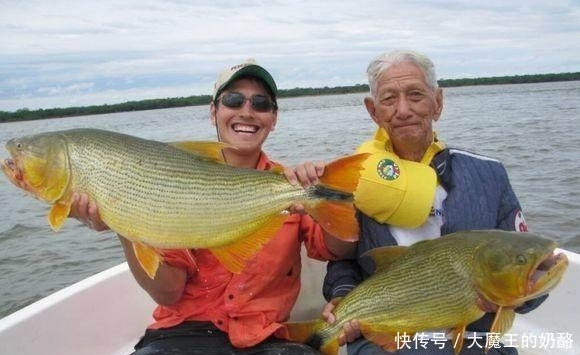  『黄金河虎』钓鱼在阿根廷食人鱼泛滥成灾，味道竟如此鲜美！