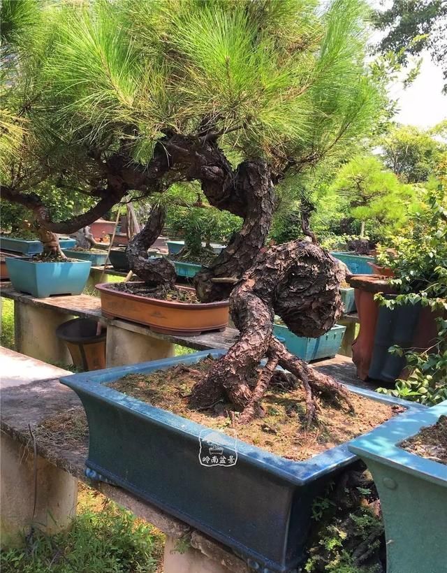 盆景大师都爱玩，山松会否成为下一个热点？