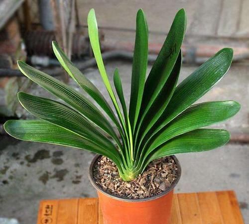  『蟹爪兰』'爱吃醋'的3种花卉，投其所好，枝叶茂盛，花朵娇艳漂亮