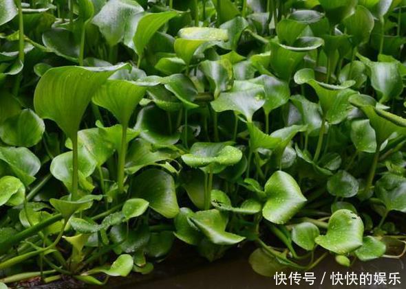 农村有名的“害草”，之前用来喂猪，其实对风湿骨痛有良效