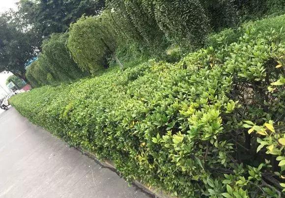 『水里』花市4种树别买,讨根枝条插水里,10天冒白根,太容易成活!