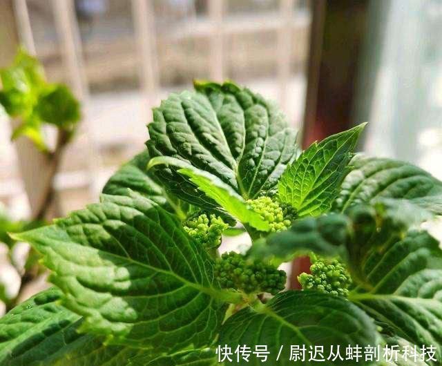 『绣球花』绣球花没花苞?晒太阳、给点肥,6月开出一个个漂亮大花球