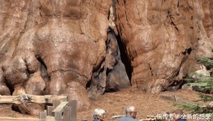 世界上最大的树，刚种下时我国还是商朝。