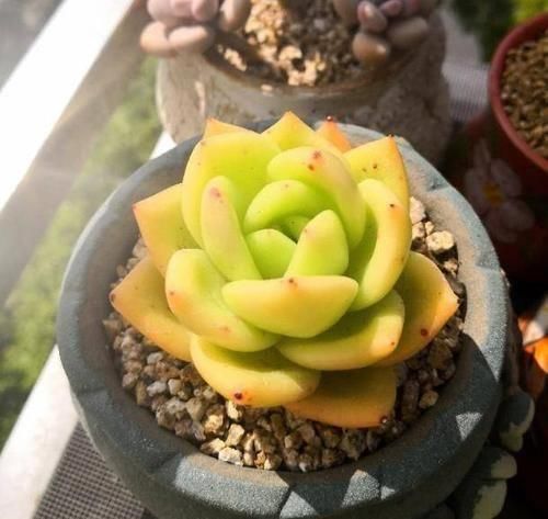 植物@多肉植物越长越快，长大就变丑了，该怎么处理？