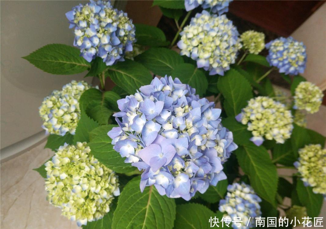  【绣球】绣球不调色，开“蓝花”？原因只有“1个”，用排除法找真相！