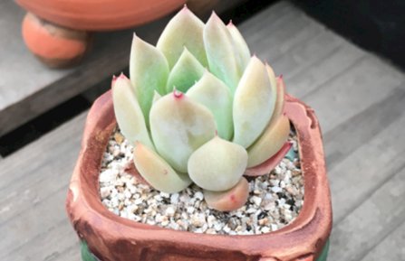  夏天■夏天好养的多肉植物有哪些?这几款多肉夏天越热长得越漂亮