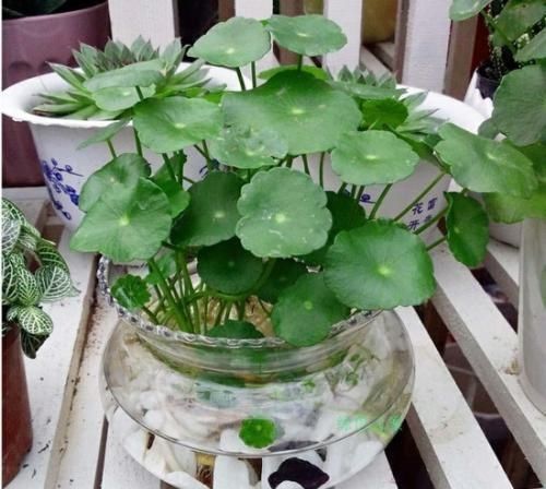  #充足#铜钱草太好养了，即能观叶作鱼缸水草也超棒