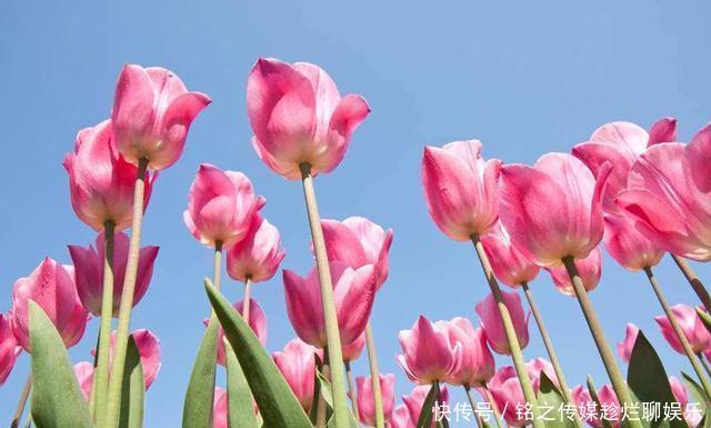  『漂亮』拍花，用天空做背景，简单又漂亮