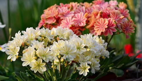  「含蓄」喜欢菊花，首选“珍品名菊”盘龙缤纷，淡淡的紫色，含蓄内敛