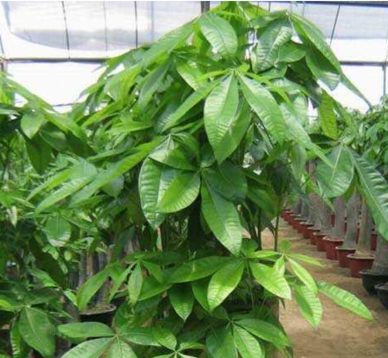  发财树浇水■你见过“发财树”开花结果吗？?掌握关键2点，漂亮花朵开出来！