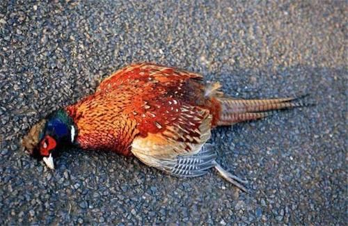  野鸡|英国公路成“野鸡坟墓”，泛滥后被人“通缉”，网友：敢不