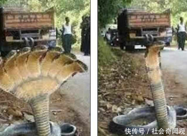 这些照片大多上过热搜，骗过了多数人的眼球，你是不是也中招了？