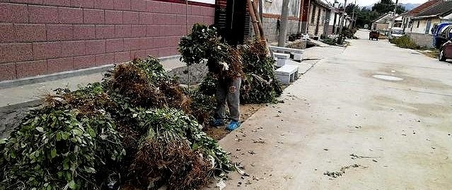  自制@农民自制打花生神器，86岁农村婆婆身手矫健！高手在农村