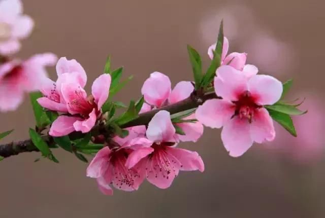 满园桃花开，宛若仙境，醉人之美！