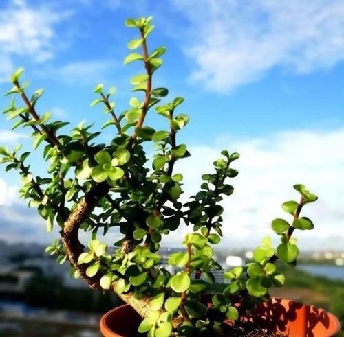  「兰属的植物」8种花其实都是多肉，旱着养才能长爆盆！