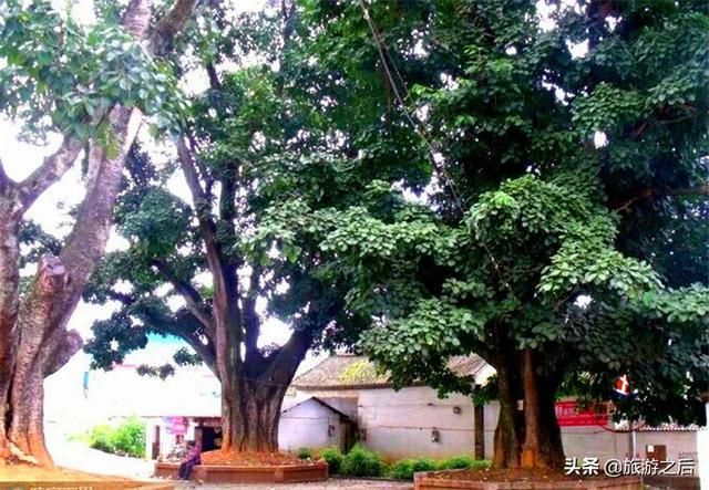 云南小众旅游景点，祭拜猪八戒的庙宇，中国唯一崇拜猪八戒的地方