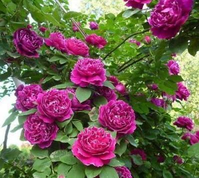  『能养』这花很好看，院子阳台都能养，2年长一片，见的人都拍照发朋友圈