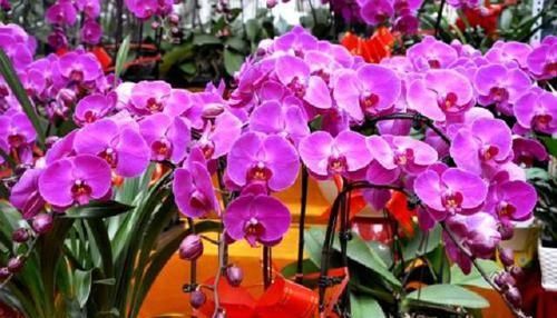  『假花』在花卉市场买花，要牢记“3不看”，不然买回“假花”，一养就死