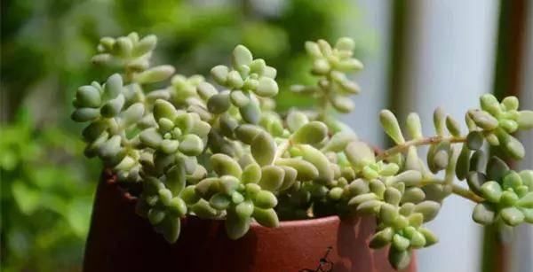  【搜罗】史上最全“懒人植物”大搜罗，看看哪盆才是你的心头好