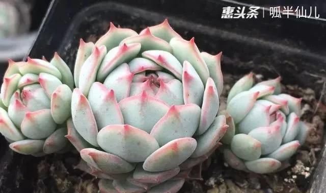  #上名#傻傻分不清的多肉，就看它这儿，一眼就能叫上名！