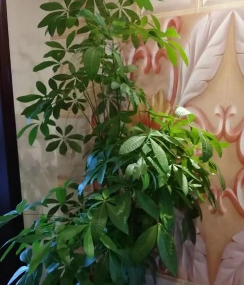  「抗冻」给花喂点抗冻肥，叶子又肥又绿，越长越有劲儿！