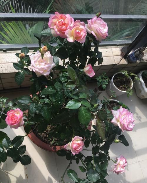 「家里」家里养这四款小花,随便一养就能爆盆,花姿卓越,花朵美艳又迷人