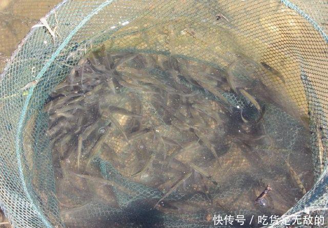  幼虫：农村河中捕到这种鱼，一定记着再放回水中