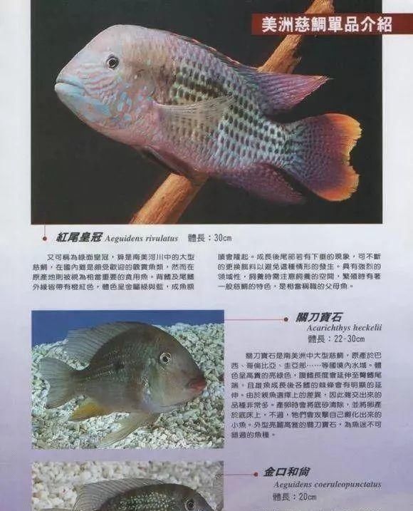  #水族市场上#美洲慈鲷之美，您细品