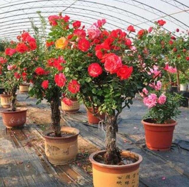 此花我国“第一美”，花开280天，东北三省都能种，抗寒耐旱