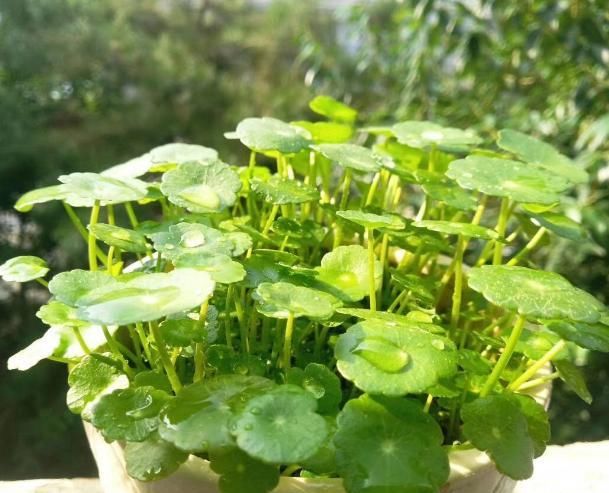  「寓意」寓意好的铜钱草开花后怎么办?就这几点会让“它”叶片油绿爆盆!