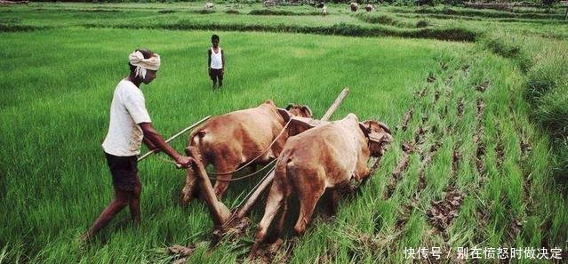 农村愈演愈烈的四大“怪风”，让农民很头疼，国家也该出手整治了