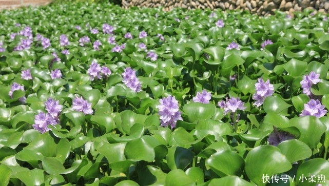  入侵■入侵中国的水葫芦，现在都消失去哪了？老外：中国人太聪