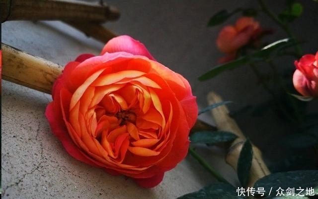  「月季」月季春花长鼻毛、畸形怎么回事？原因在这