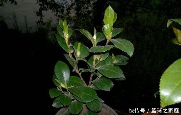  花友的茶花|夏天养茶花，掐芽工作做好了，花苞才能“咕噜”冒