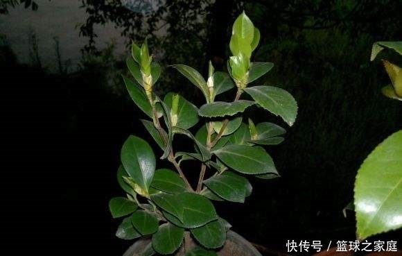花友的茶花|夏天养茶花,掐芽工作做好了,花苞才能“咕噜”冒