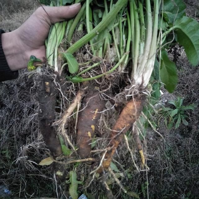 如果这种植物长在你家菜园，记得不要当害草拔掉了，它药用价值高