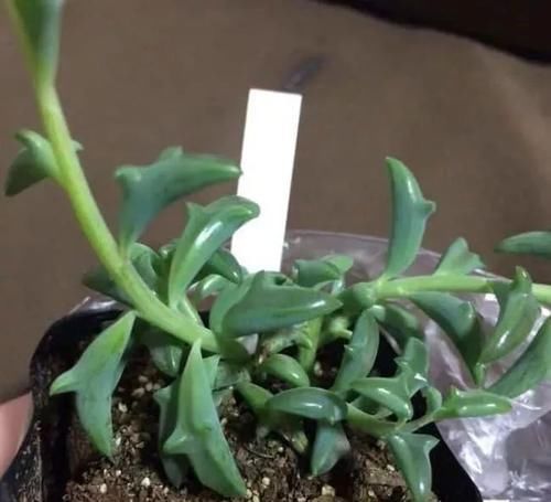  「常独特」10种长相很怪异的盆栽植物，都很适合养在花盆里
