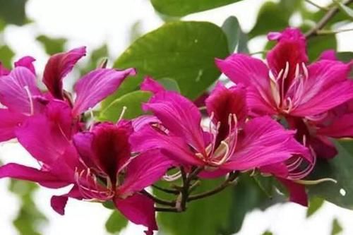  『观赏树木』红花羊蹄甲是美丽的观赏树木，花大，紫红色，花香