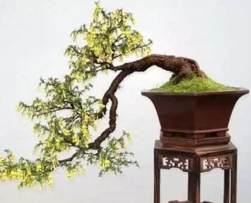  『家里』想要打造老桩盆景，首选这“4种植物”，选择它们就等着炫耀吧